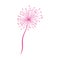 Pink dandelion nature decoration isolated design icon