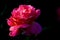Pink dark rose flower with black background macro petals nature details