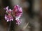 Pink Dawn Viburnum Cluster of Flowers Blooming in Spring