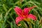 Pink daylilies flowers or Hemerocallis. Daylilies on green leaves background. Flower beds with flowers in garden.