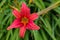 Pink daylilies flowers or Hemerocallis. Daylilies on green leaves background. Flower beds with flowers in garden.