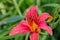 Pink daylilies flowers or Hemerocallis. Daylilies on green leaves background. Flower beds with flowers in garden.