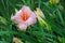 Pink Daylilly Flower After Rain