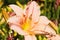 Pink daylily