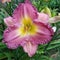 Pink daylily