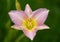 Pink daylily on a green background close up. Hemerocallis Catherine Woodbury with textured leaves. Pink daylily top view