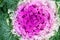 Pink decorative cabbage, macro photo