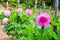 Pink decorative dahlias in a garden