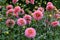 Pink decorative Dahlias Outdoor Garden Daylight