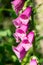 Pink decorative tall foxglove with beautiful flowering inflorescences in the garden country yard.