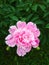 Pink delicate colored flower peony on a background of green foliage on a sunny summer day