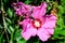 Pink delicate flower of Cornus kousa tree, commonly known as ousa, kousa, Chinese, Korean and Japanese dogwood, and green leaves