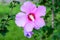 Pink delicate flower of Cornus kousa tree, commonly known as ousa, kousa, Chinese, Korean and Japanese dogwood, and green leaves