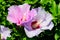 Pink delicate flowers of Cornus kousa tree, commonly known as ousa, kousa, Chinese, Korean and Japanese dogwood, and green leaves