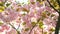 Pink delicate flowers of Japanese cherry blossom close-up