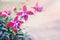 Pink delicate fuchsia flowers. Copy space. Greeting card. Toned
