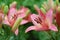 Pink delicate lilies in the garden