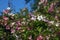 Pink delicate weigela flowers in the spring garden