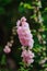 Pink Delphinium in spring garden, tall attractive flower with big stems