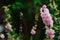 Pink Delphinium in spring garden, tall attractive flower with big stems