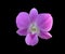 Pink dendrobium orchid flowers