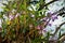 Pink Dendrubium Nobile Orchid on Tree