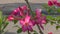 Pink desert rose flower