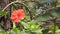 Pink desert rose flowers