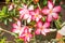 Pink Desert Rose, Impala Lily or Mock Azalea with Scientific name as Adenium : One of popular flower for home garden
