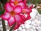 Pink desert rose with water drops , Adenium Obesum -Tuba plants in garden ,sweet color ,macro image ,lovely flowering blooming