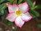 Pink desert rose with water drops , Adenium Obesum -Tuba plants in garden ,sweet color ,macro image ,lovely flowering blooming