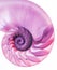 Pink detail of nautilus spiral shell