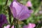 Pink detailed Flower bloom with green and pink background