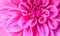Pink dhalia flower
