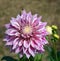 Pink dhalia flower blooming in summer