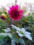 Pink dhalia flower scene with green leaves