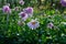 Pink Dhalia variety Hugonas flowering in a garden