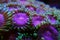 Pink Diamond rare Zoanthids colony polyps