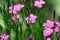 Pink Dianthus