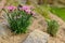 Pink dianthus alpine flower planted in a rockery garden. Rock garden plant close up.