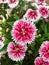 Pink Dianthus chinensis flower China pink, Rainbow pink