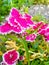 Pink dianthus floral scene