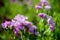 Pink Dianthus flower in the garden1