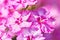 Pink dianthus telstar