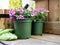 Pink diascia flowers in plastic pots