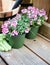 Pink diascia flowers in plastic pots