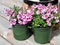 Pink diascia flowers in plastic pots