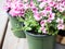 Pink diascia flowers in plastic pots