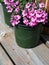 Pink diascia flowers in plastic pots