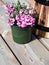 Pink diascia flowers in plastic pots